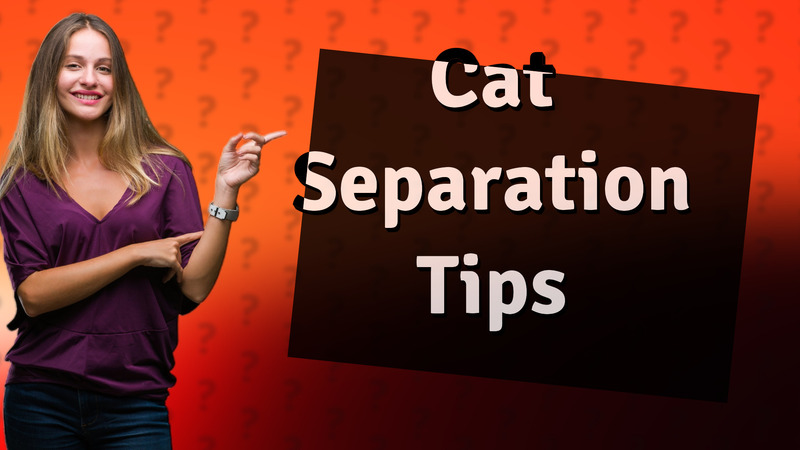 Cat Separation Tips
