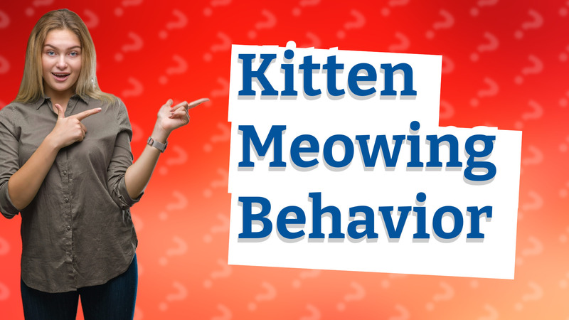 Kitten Meowing Behavior