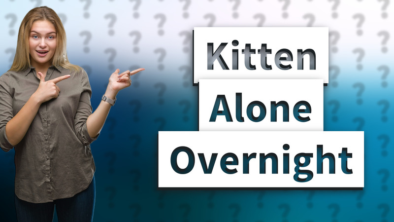 Kitten Alone Overnight