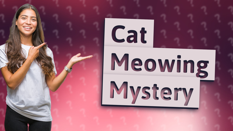 Cat Meowing Mystery