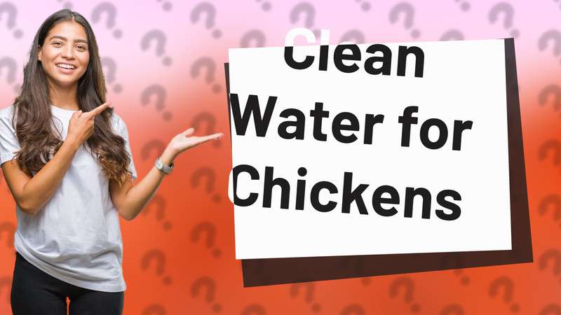 Clean Water for Chickens