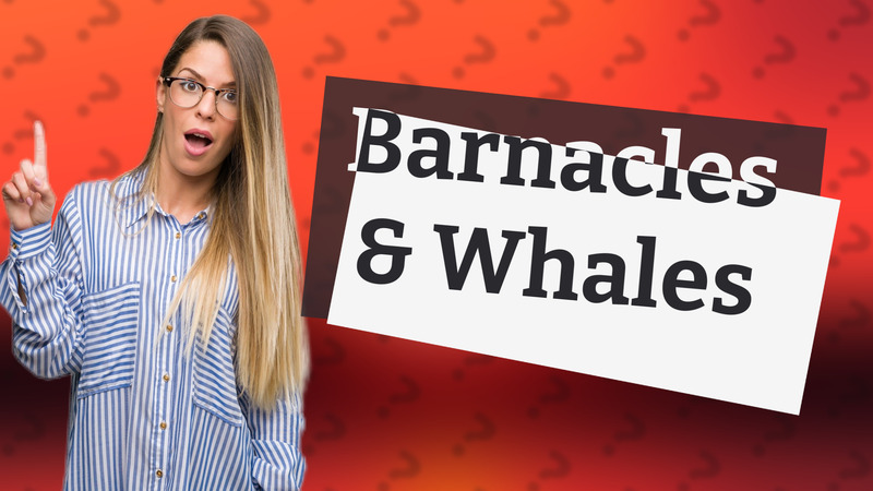 Barnacles & Whales