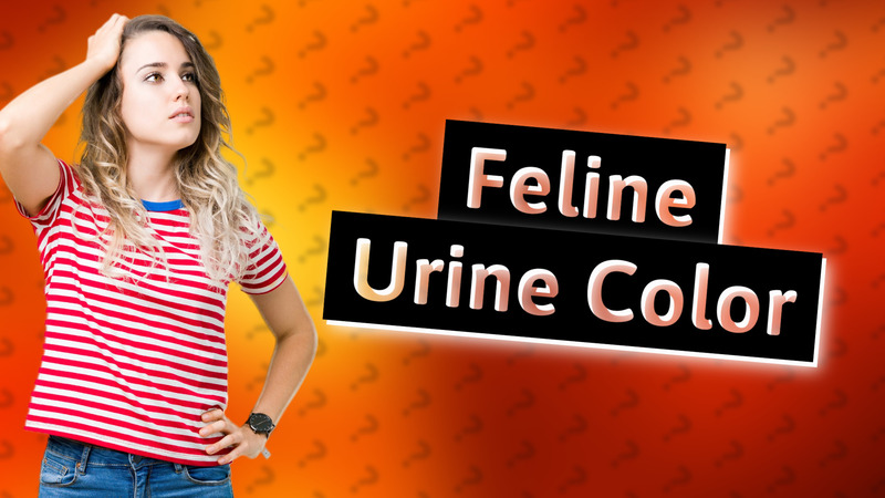 Feline Urine Color