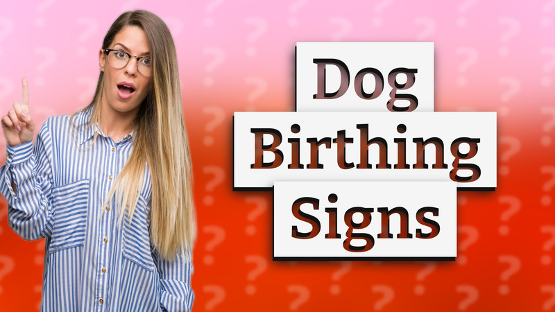 Dog Birthing Signs