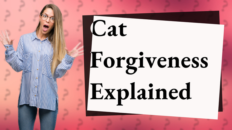 Cat Forgiveness Explained