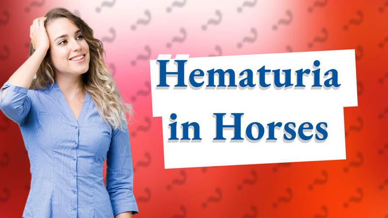 Hematuria in Horses