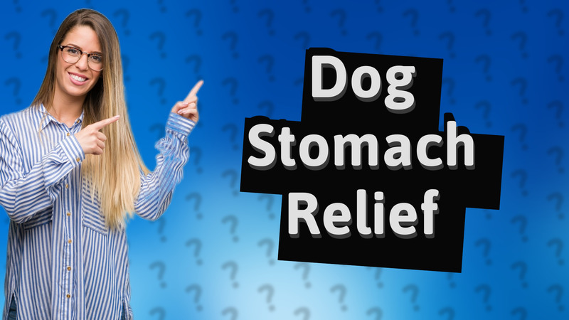 Dog Stomach Relief
