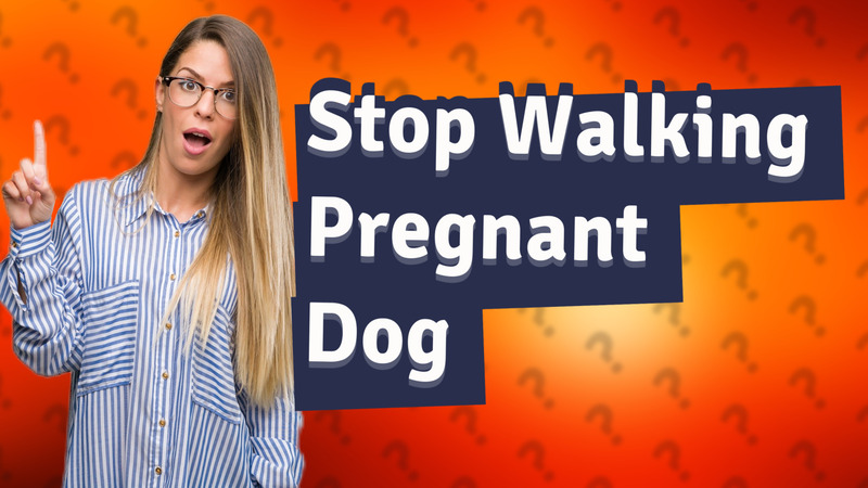 Stop Walking Pregnant Dog