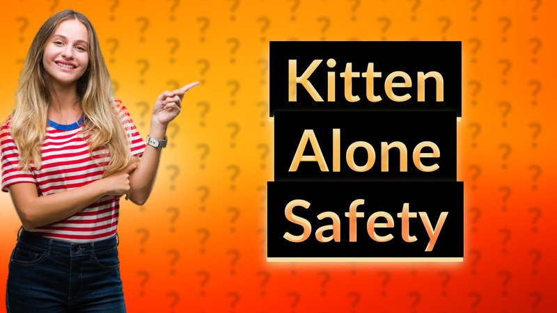 Kitten Alone Safety