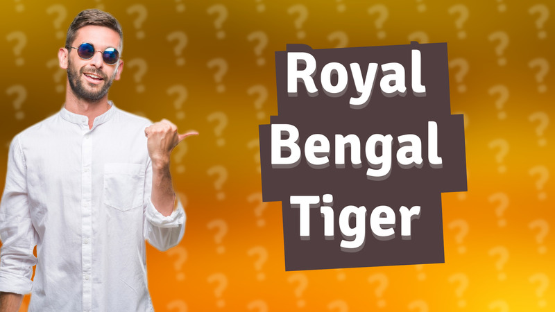 Royal Bengal Tiger