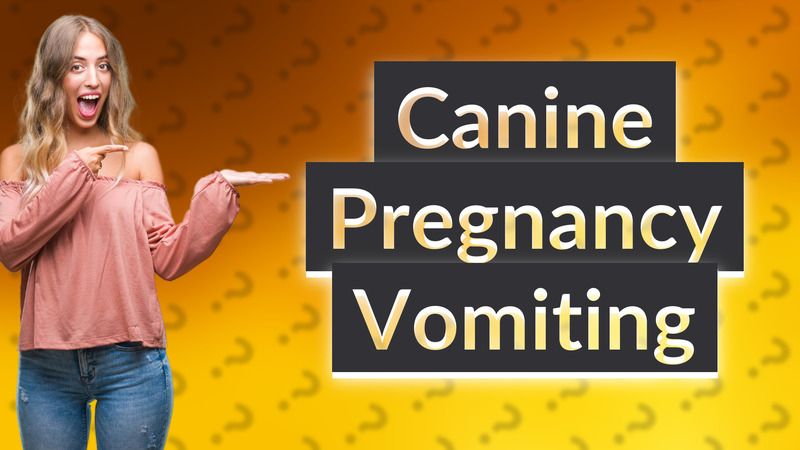 Canine Pregnancy Vomiting