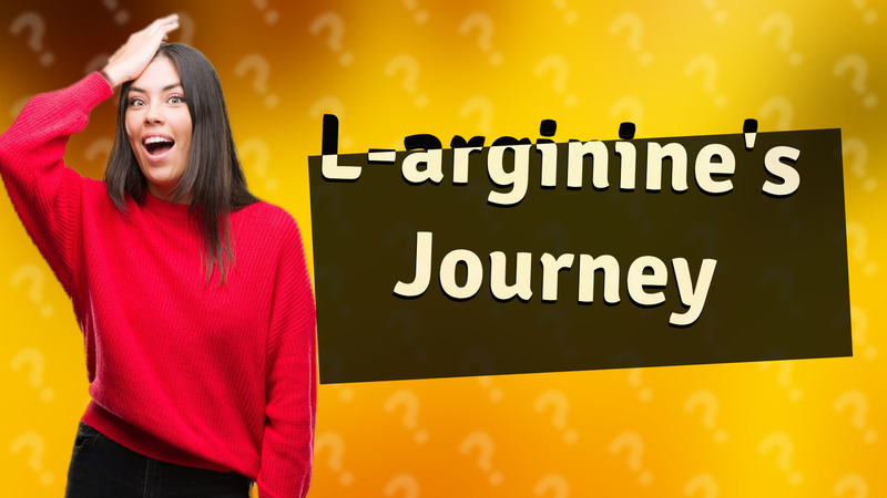 L-arginine's Journey