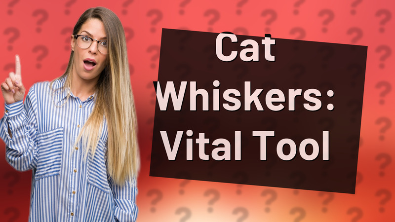 Cat Whiskers: Vital Tool