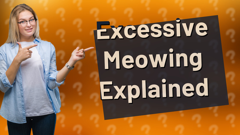 Excessive Meowing Explained
