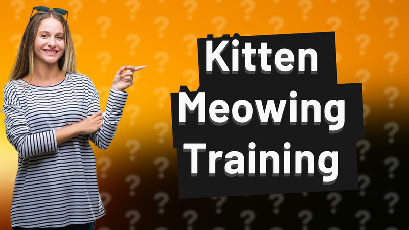 Kitten Meowing Training
