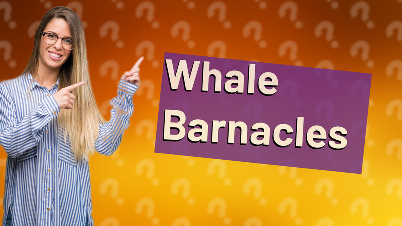 Whale Barnacles