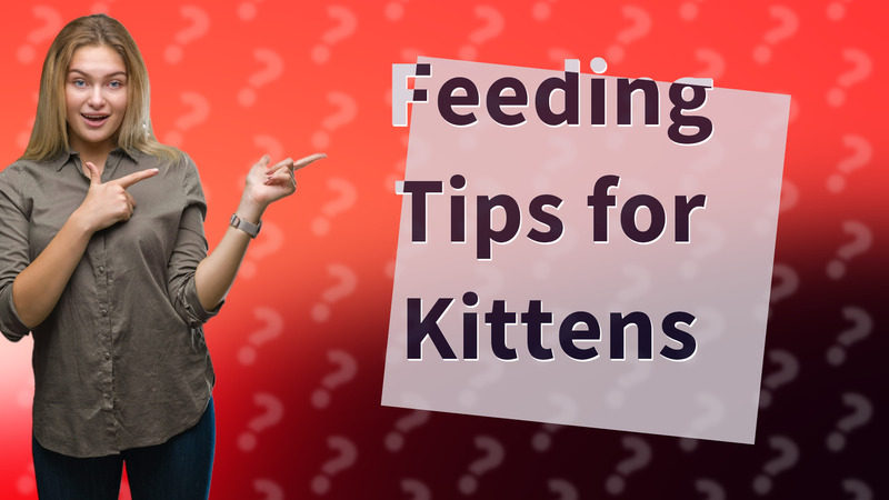 Feeding Tips for Kittens