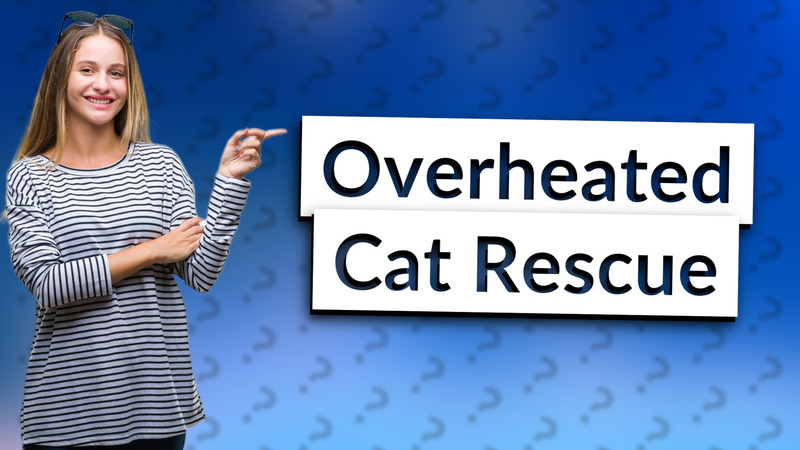 Overheated Cat Rescue