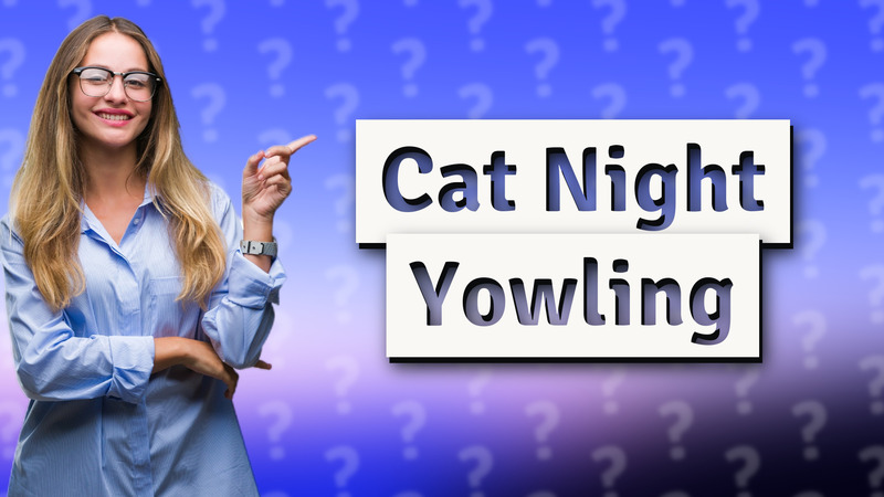 Cat Night Yowling