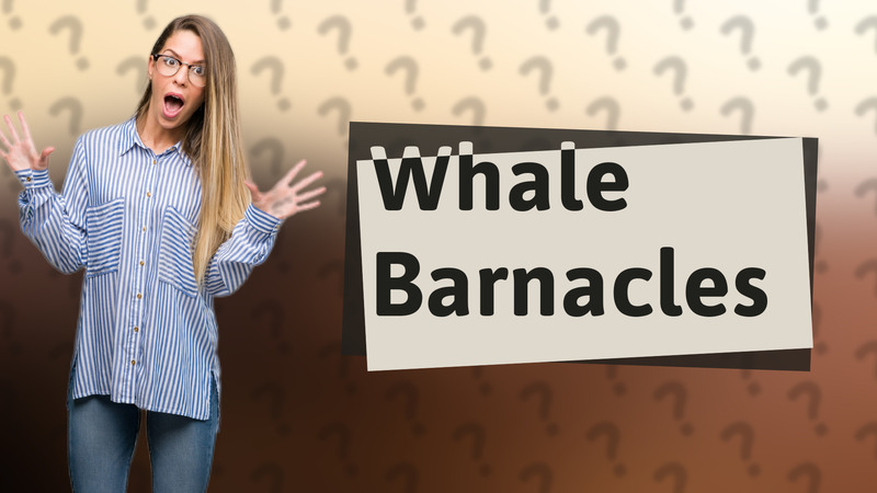 Whale Barnacles