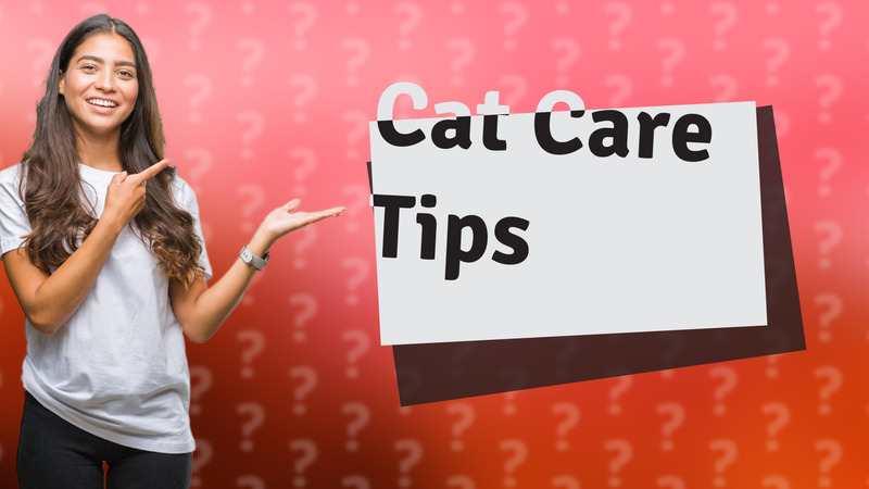 Cat Care Tips