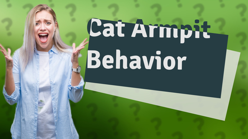 Cat Armpit Behavior