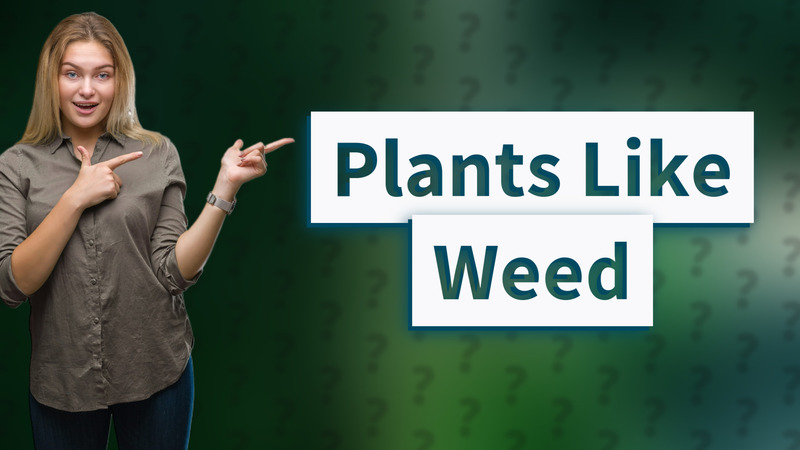 Plants Like Weed