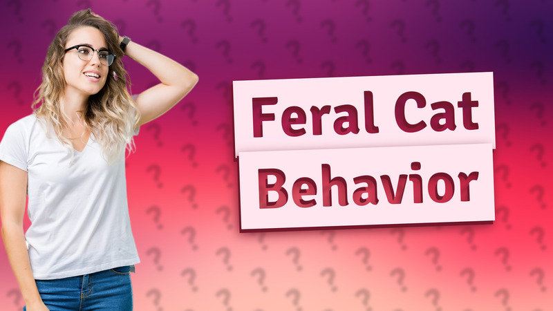 Feral Cat Behavior