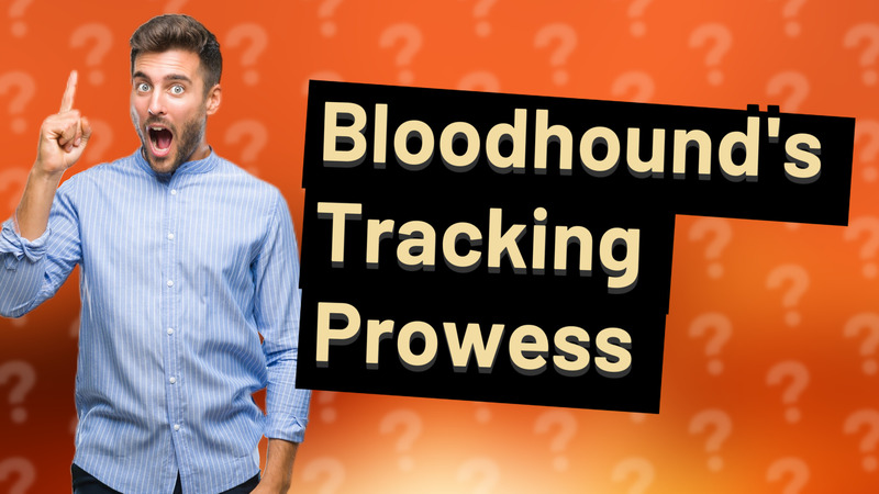 Bloodhound's Tracking Prowess