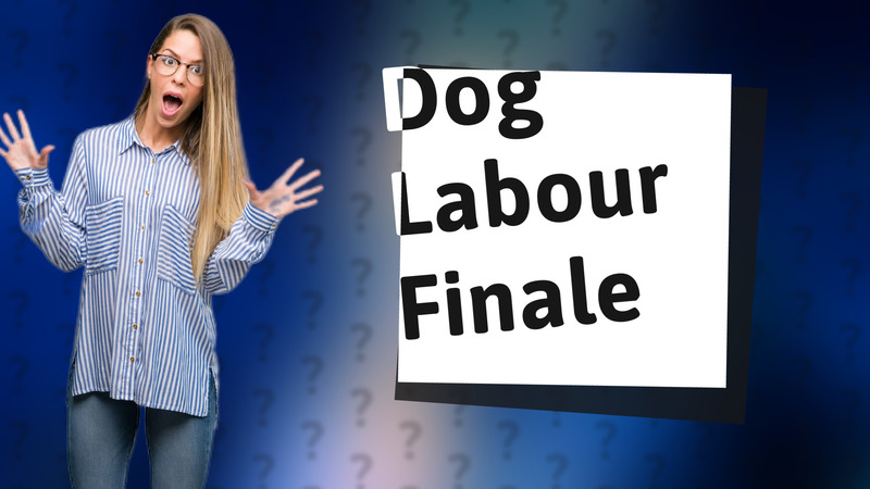 Dog Labour Finale