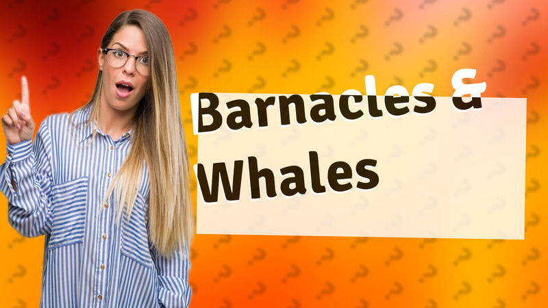 Barnacles & Whales