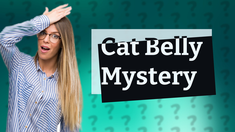 Cat Belly Mystery