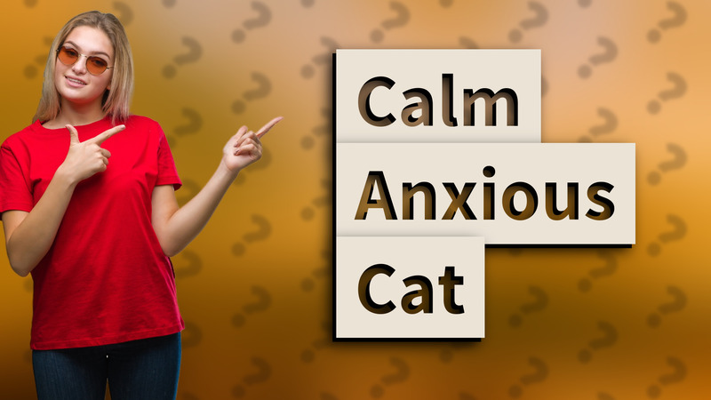 Calm Anxious Cat