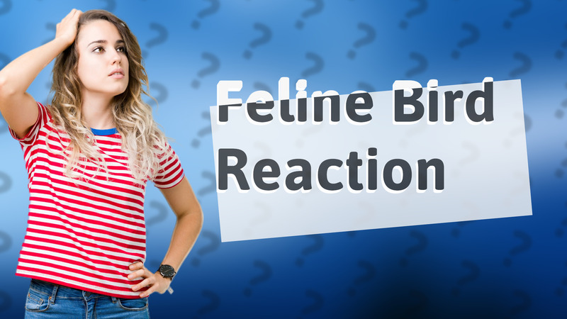 Feline Bird Reaction
