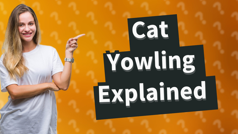 Cat Yowling Explained