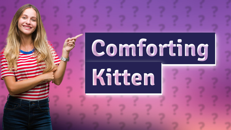 Comforting Kitten