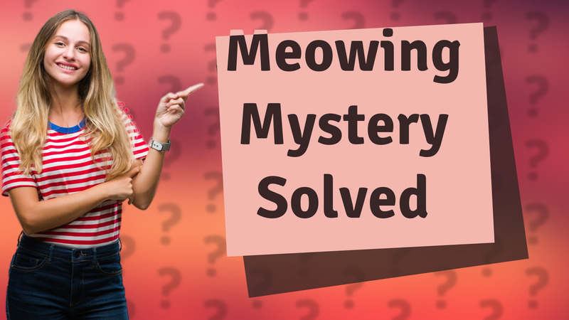 Meowing Mystery Solved