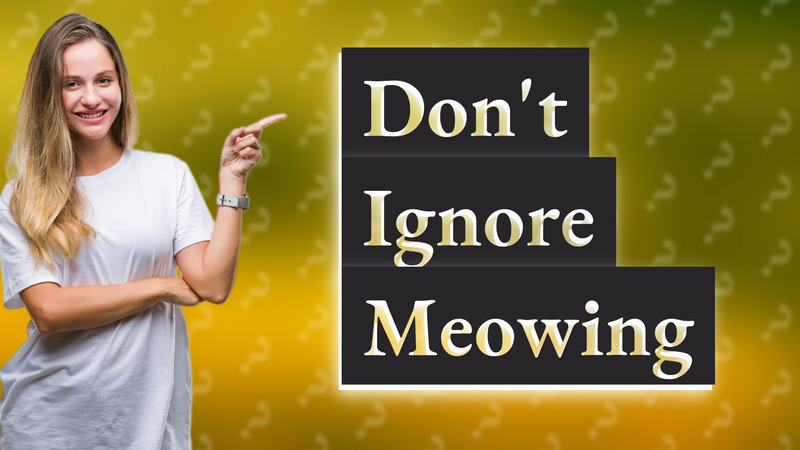 Don't Ignore Meowing