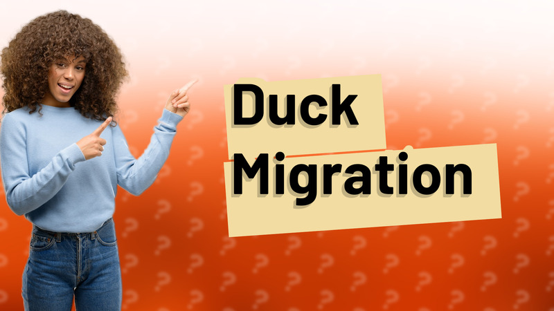 Duck Migration