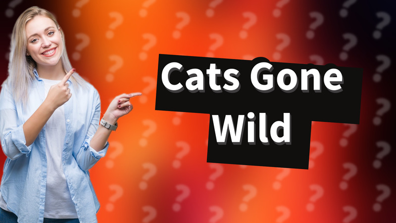 Cats Gone Wild