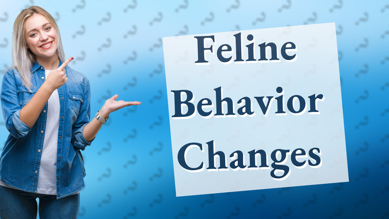 Feline Behavior Changes