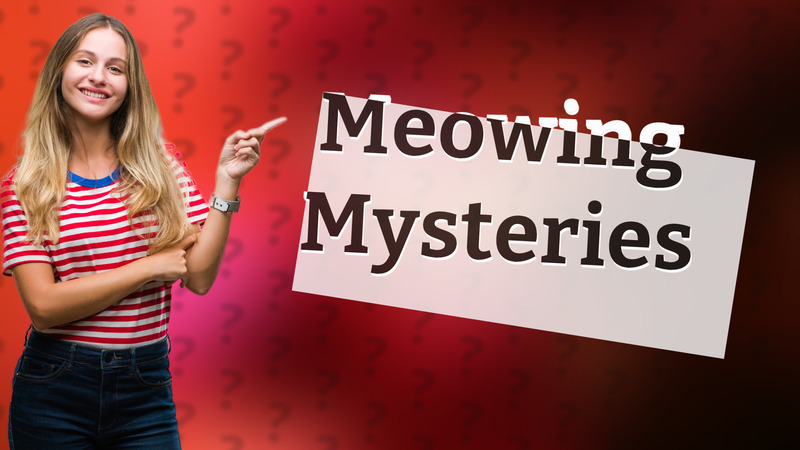 Meowing Mysteries