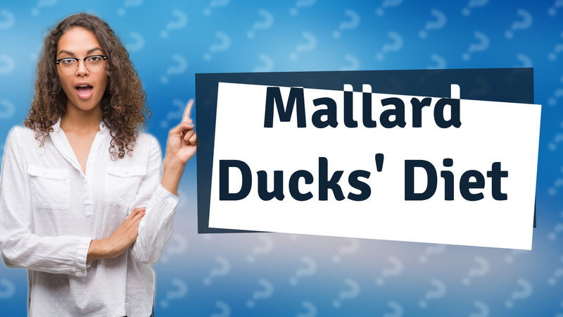 Mallard Ducks' Diet