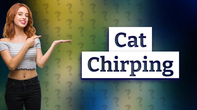 Cat Chirping