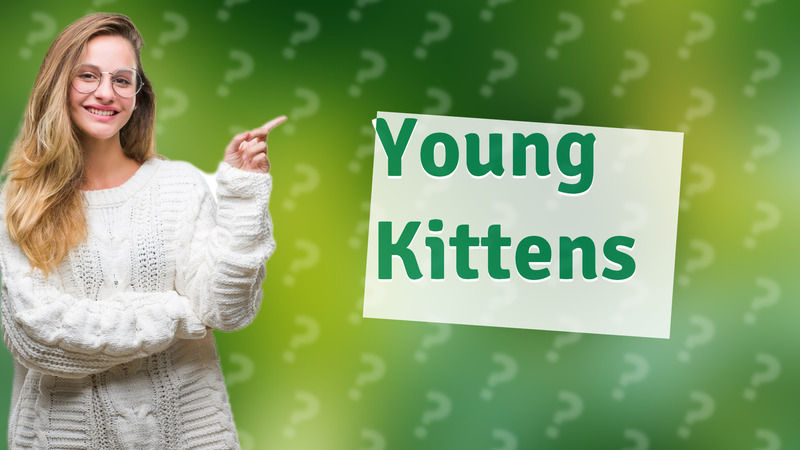 Young Kittens