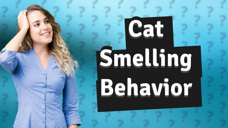Cat Smelling Behavior
