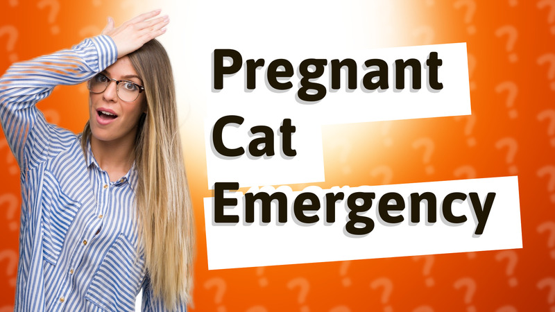 Pregnant Cat Emergency
