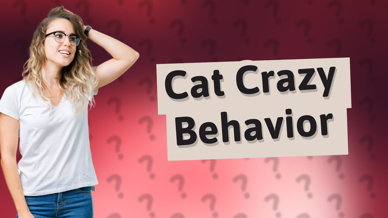 Cat Crazy Behavior