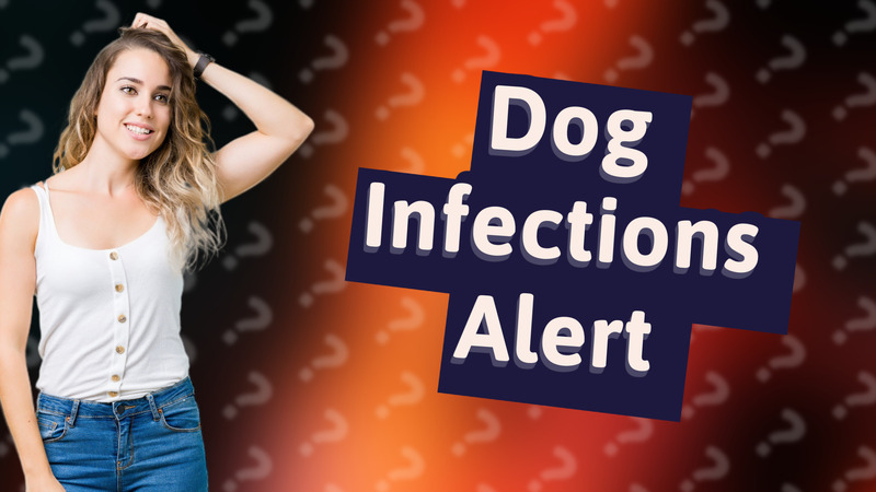Dog Infections Alert