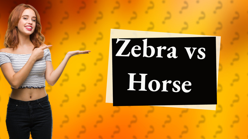 Zebra vs Horse